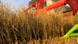 克拉斯LEXION系列联合收割机英国客户评价（一）