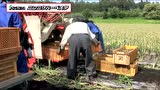 SASAKI公司4行大蒜收获机