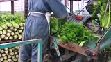 背负式西芹收获机
