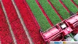JVS公司郁金香收获机