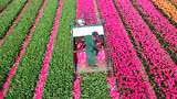 多种郁金香收获机合集