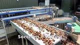 Earth Eater公司郁金香收获设备