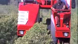 现代化葡萄收获设备合集