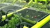 Boese公司大型自走式辣椒收获机