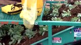 Shuknecht公司蔬菜秧苗起收机