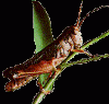 image005.gif