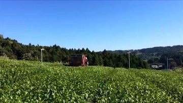 茶叶收获机