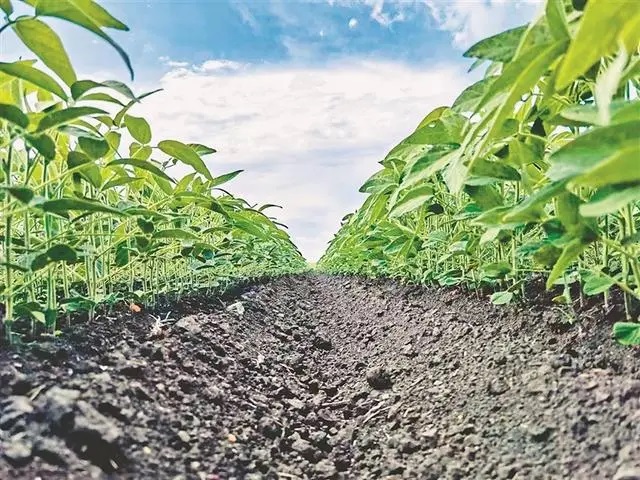 除草机器人“大比武”