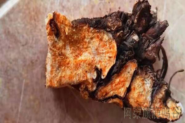苍术的行情 2.jpg
