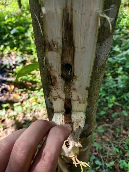 一夜暴富还是十年等待?奇楠沉香种植真相揭秘! 一夜暴富还是十年等待?奇楠沉香种植真相揭秘!