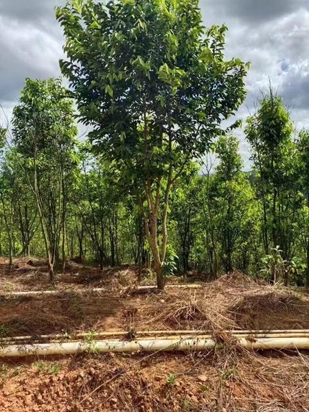 奇楠沉香树种植基地 奇楠沉香树种植基地