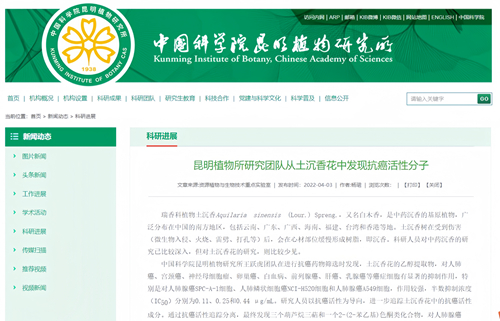 中科院团队在土沉香花中发现抗癌活性分子 中科院团队在土沉香花中发现抗癌活性分子