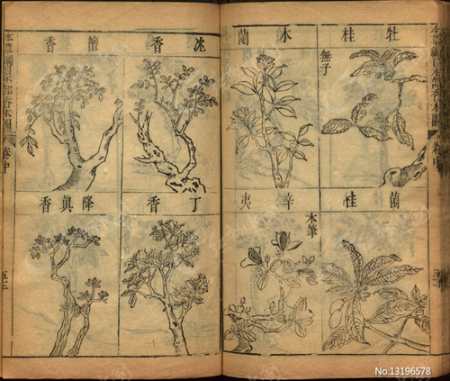 古籍《本草纲目》中“沉香”中药图