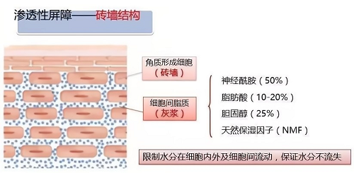 皮肤屏障1.png