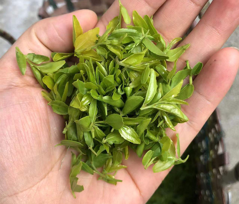 泰山酸枣叶茶
