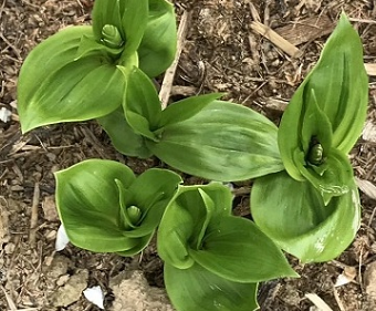 春意盎然，又到白及春季种植季！