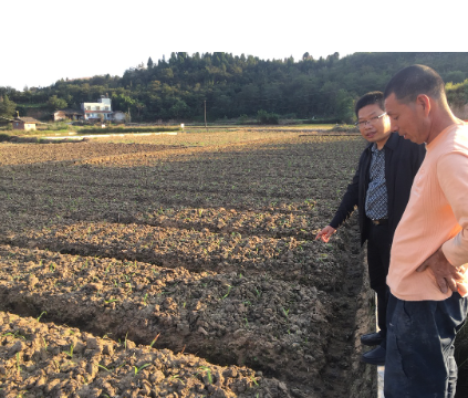 白及种植黄金季，技术人员赴种植户处进行技术指导