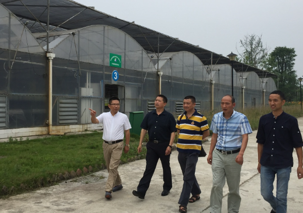 绵阳市农委领导莅临公司白芨基地考察