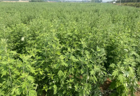 不止防虫治病！读懂农药赋能农业的深层价值