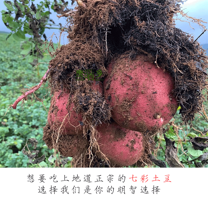 详情页设计_05.gif