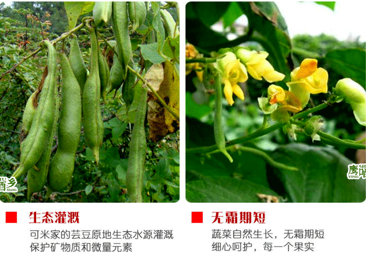 20220407135623_35184.gif 白芸豆详情页设计_05.gif