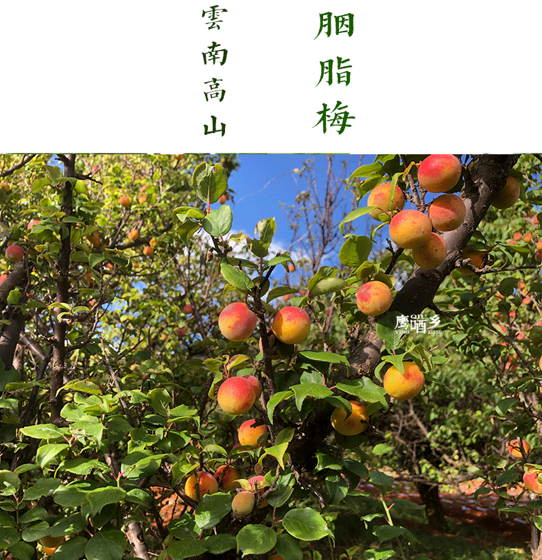 详情页设计_01.png