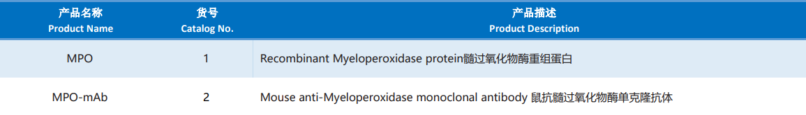 Myeloperoxidase.png
