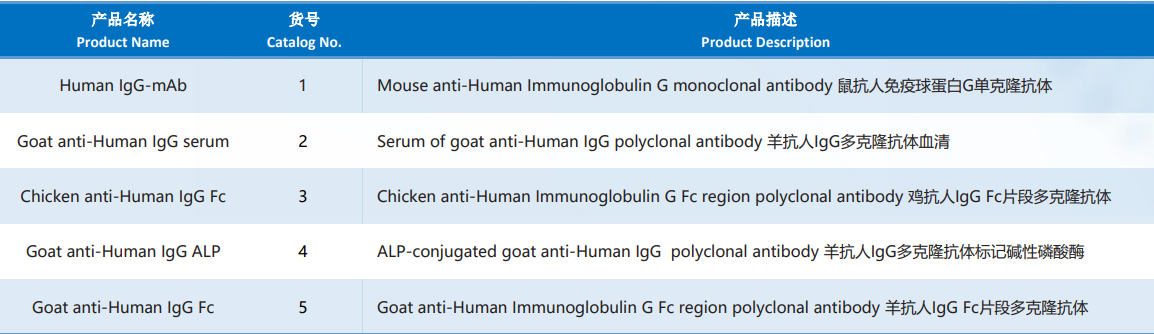 Human_Immunoglobulin_G.png