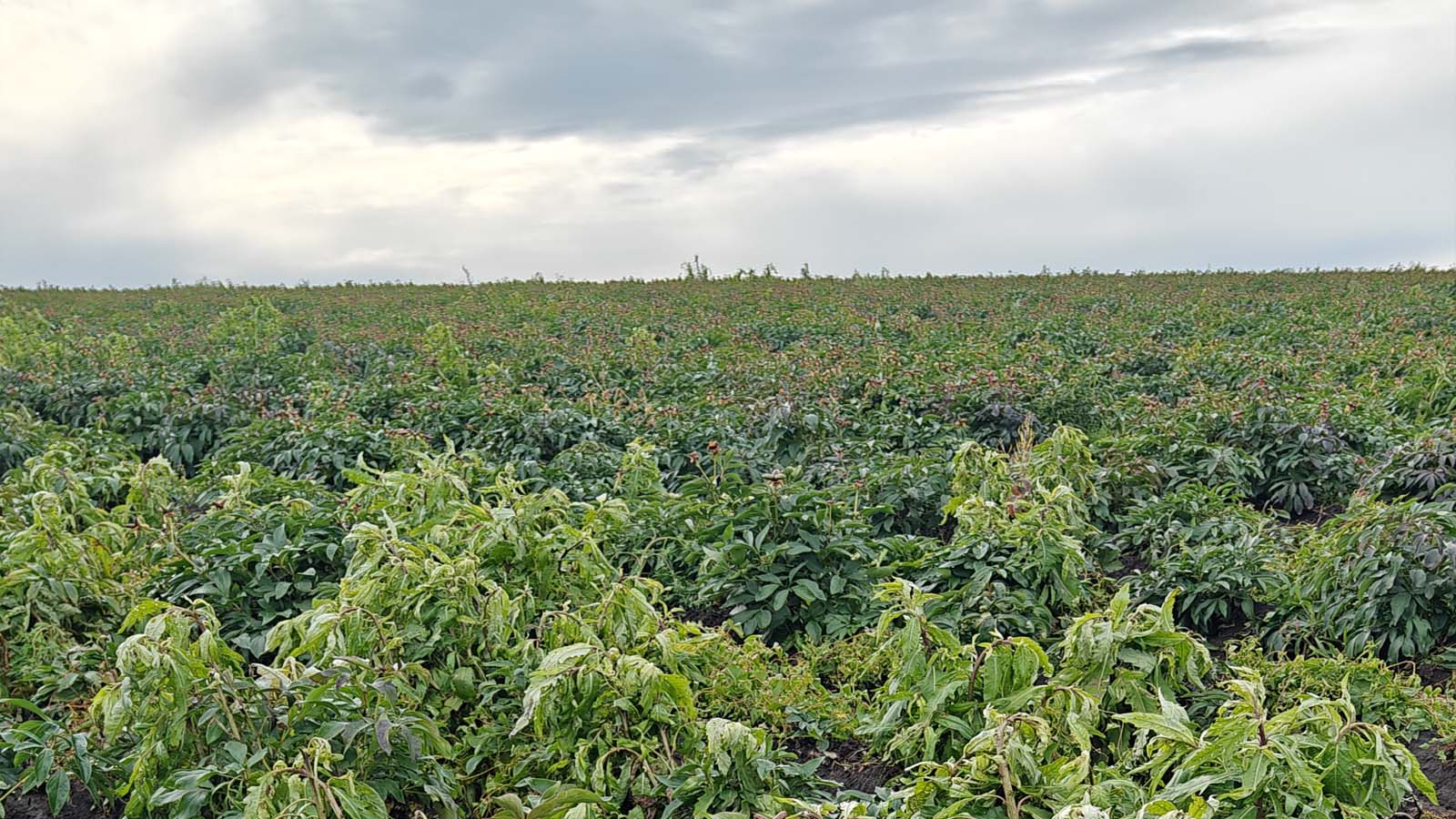2024赤芍除草剂作用3天后刺菜效果刺菜