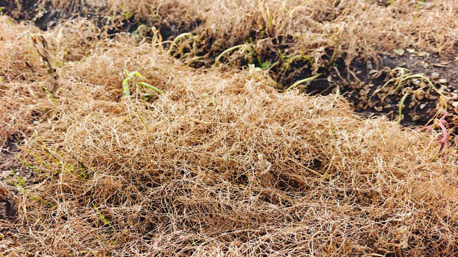 2025赤芍苗床灭生除草效果