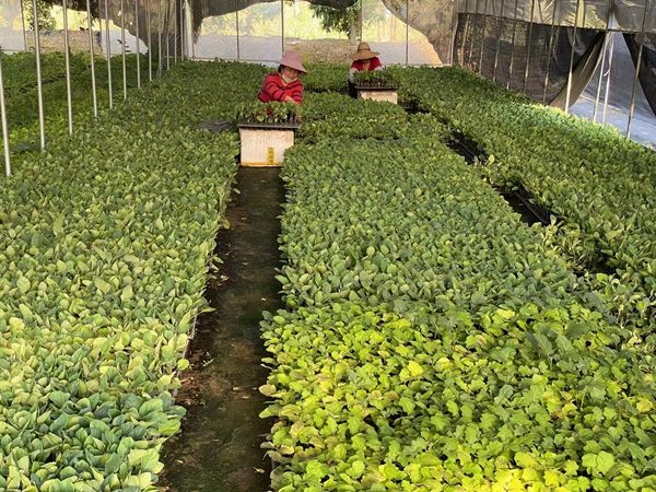 茄子嫁接苗打包发货 茄子嫁接苗打包发货