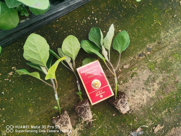 茄子嫁接苗 茄子嫁接苗