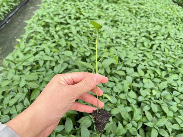 茄子苗适合9月份定植吗?定植需要注意些什么? 茄子苗适合9月份定植吗?定植需要注意些什么?
