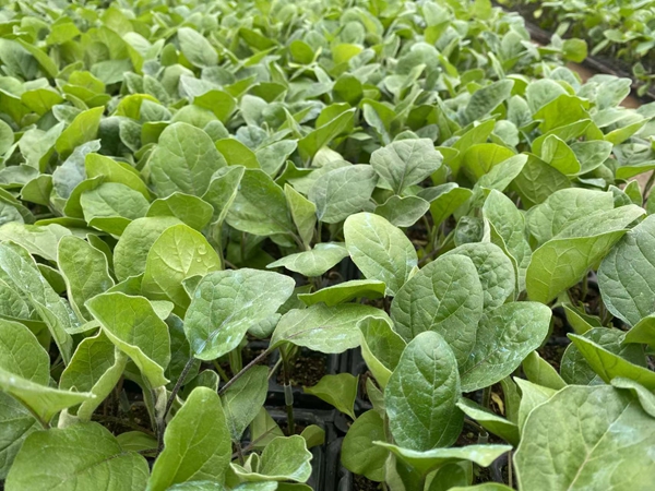 茄子苗怎么种植?老是不长是怎么回事? 茄子苗怎么种植?老是不长是怎么回事?