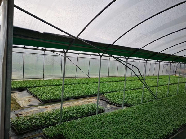 蔬菜大棚育苗基地 蔬菜大棚育苗基地