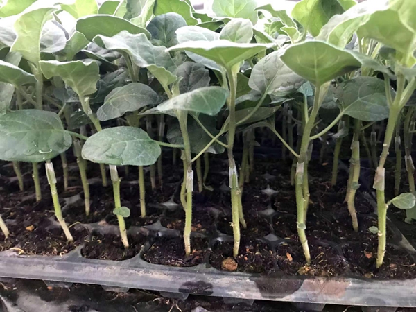 茄子苗的种植时间在什么时候？怎么管理长得好？