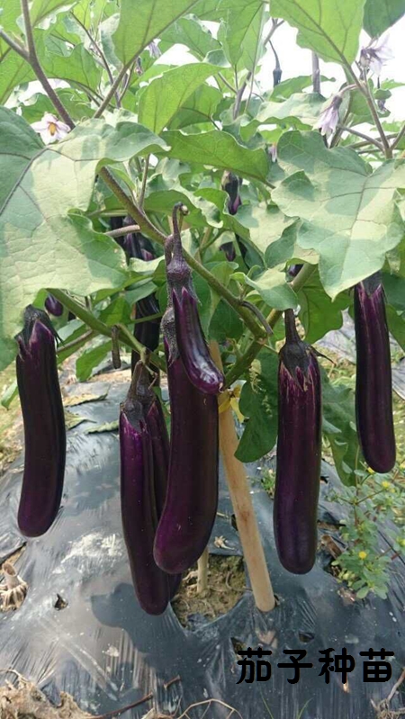 紫红长茄 紫红长茄