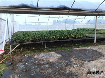 什么样的基地才能挑选到好的茄子苗？可从这几点着手考虑