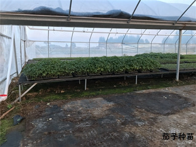 什么样的基地才能挑选到好的茄子苗?可从这几点着手考虑 什么样的基地才能挑选到好的茄子苗?可从这几点着手考虑
