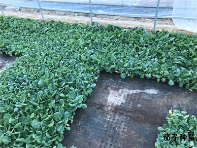茄瓜种苗嫁接基地 茄瓜种苗嫁接基地