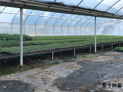 惠州蔬菜种苗公司 惠州蔬菜种苗公司