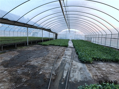 专业培育蔬菜种苗大棚基地 专业培育蔬菜种苗大棚基地