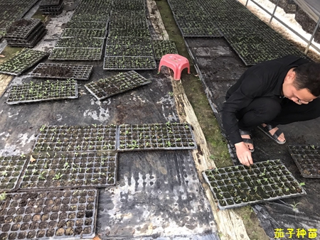 蔬菜种苗挑苗中 蔬菜种苗挑苗中