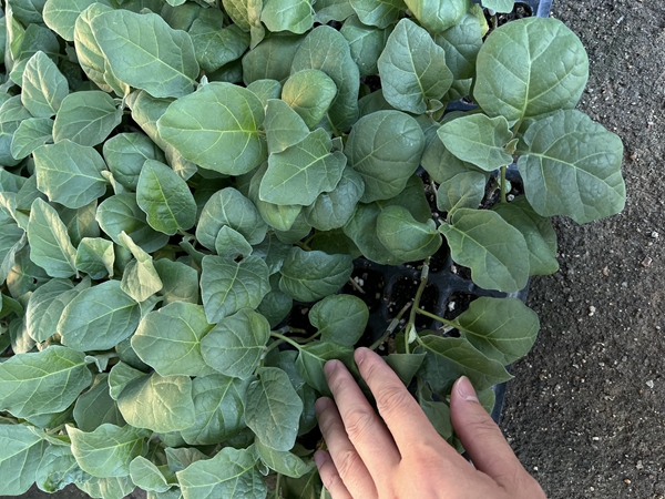 什么样的茄子苗受市场喜爱？
