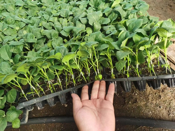 广东哪里有嫁接茄子苗批发