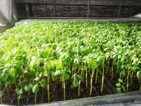 惠州蔬菜种苗基地嫁接的茄子嫁接苗