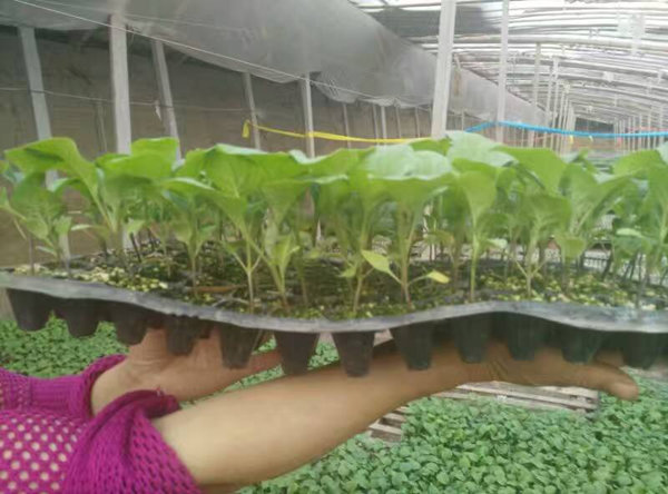 茄子嫁接苗和不嫁接苗4个区别