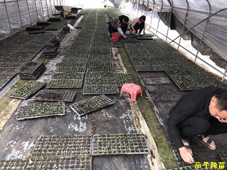茄子育苗挑苗中 茄子育苗挑苗中