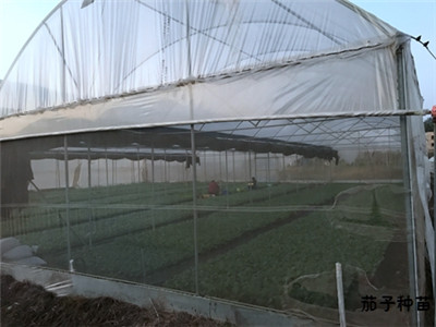 蔬菜种苗育苗大棚 蔬菜种苗育苗大棚