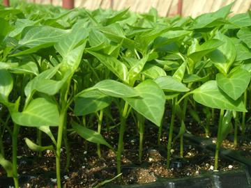 辣椒苗品种选择，惠州鑫旺园艺帮你找到最适合的选择！